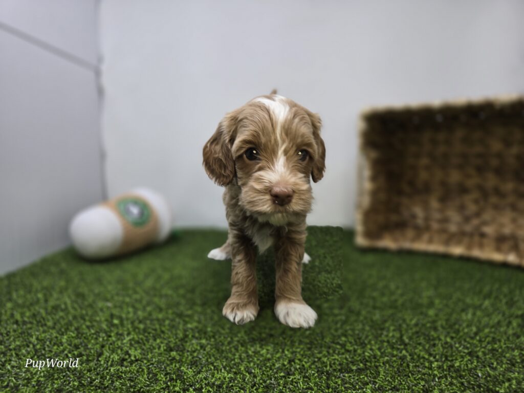 Sullivan - Goldendoodle Mini F1b - Image 2