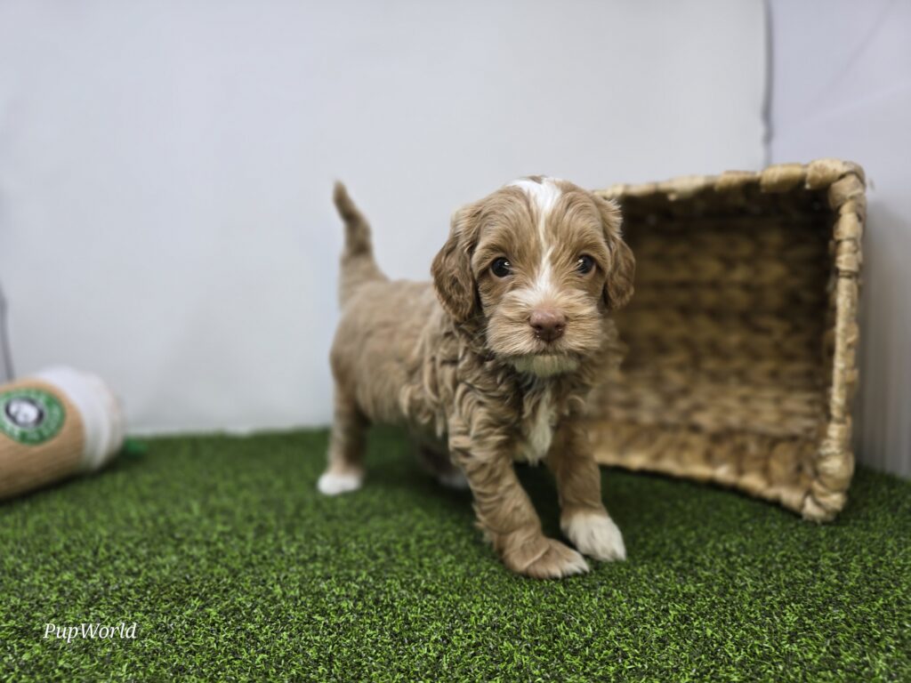 Sullivan - Goldendoodle Mini F1b - Image 6