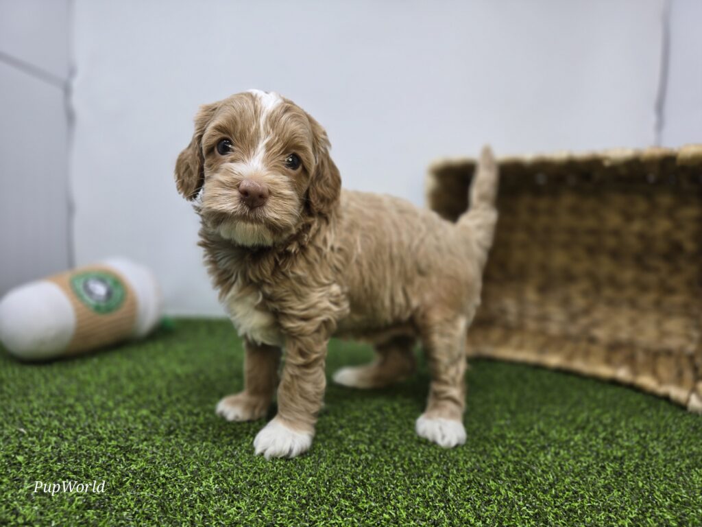 Sullivan - Goldendoodle Mini F1b - Image 5