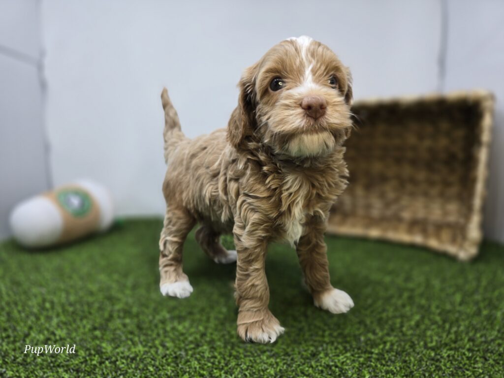Sullivan - Goldendoodle Mini F1b - Image 4