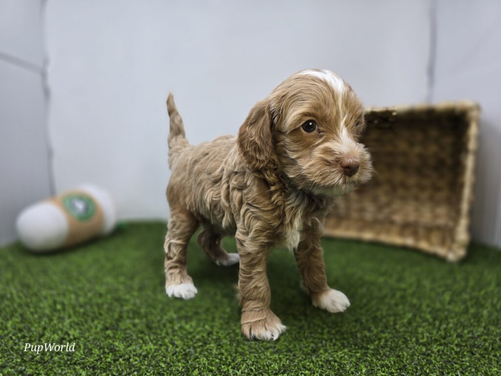 Sullivan - Goldendoodle Mini F1b - Image 3