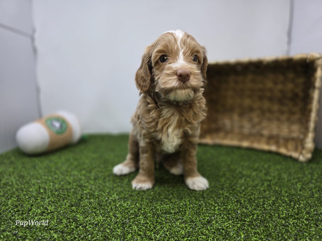 [#265-01]  - Apricot M Goldendoodle Mini F1BB Puppies For Sale