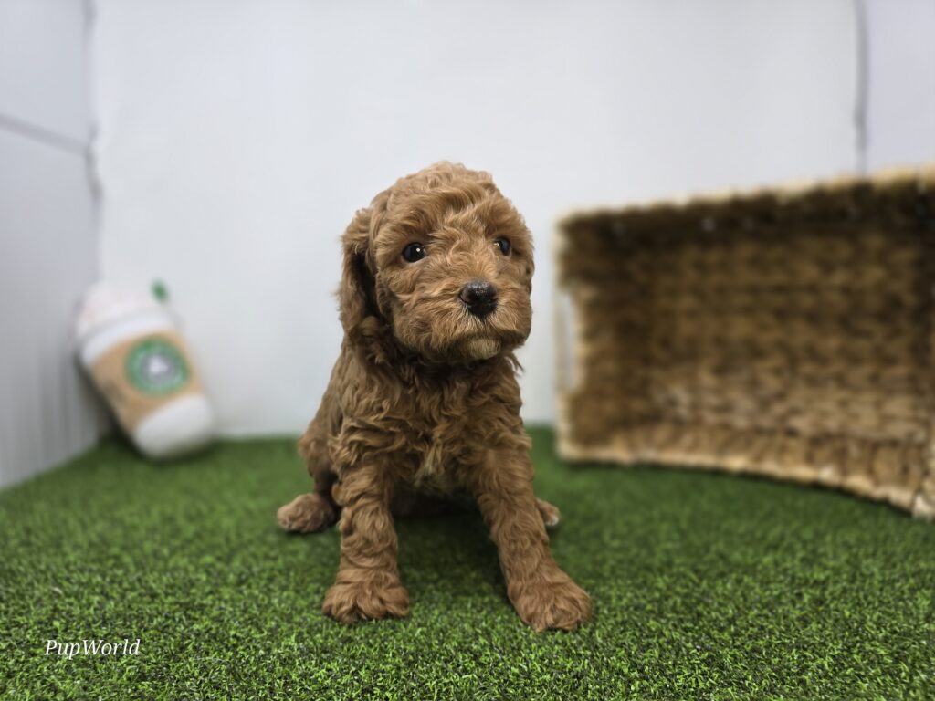 Marigold - Goldendoodle Mini F1b - Image 3