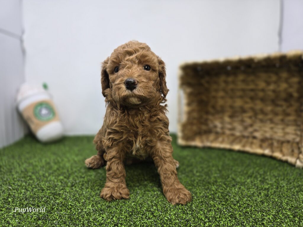 [#265-02]  - Golden F Goldendoodle Mini F1BB Puppies For Sale