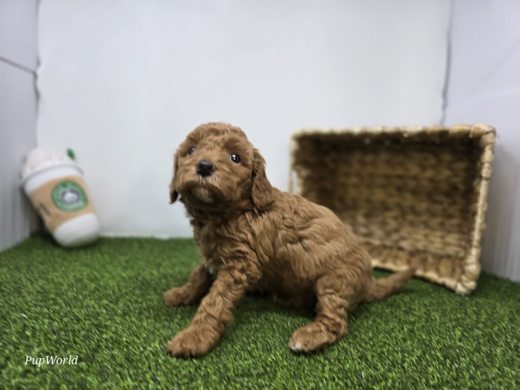 Marigold - Goldendoodle Mini F1b - Image 6
