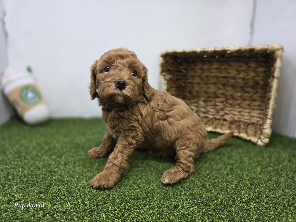 Marigold - Goldendoodle Mini F1b - Image 5