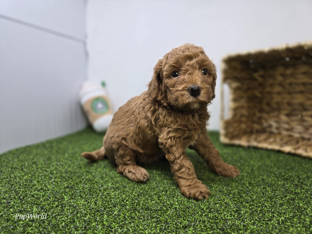 Marigold - Goldendoodle Mini F1b - Image 2