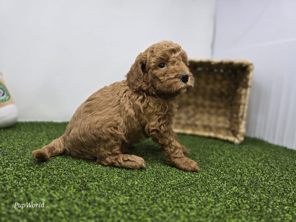 Marigold - Goldendoodle Mini F1b - Image 4