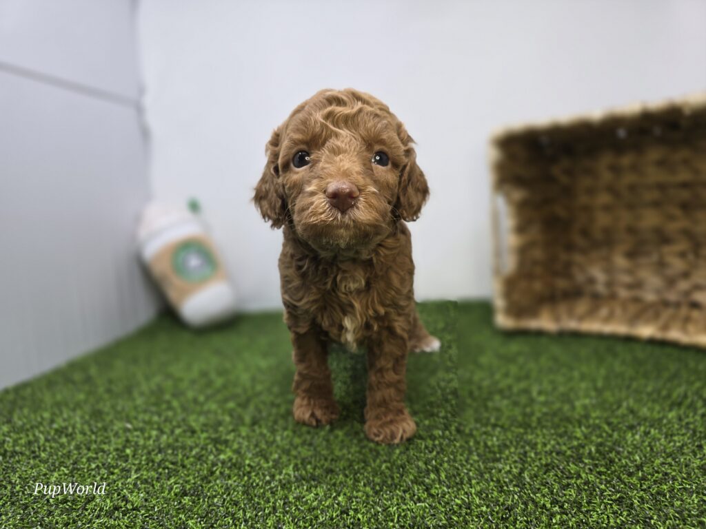 [#265-03]  - Golden F Goldendoodle Mini F1BB Puppies For Sale