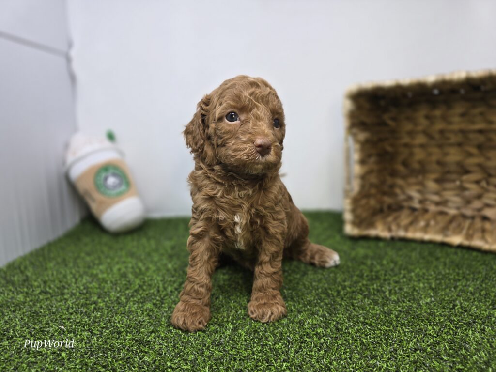 Josephine - Goldendoodle Mini F1b - Image 2