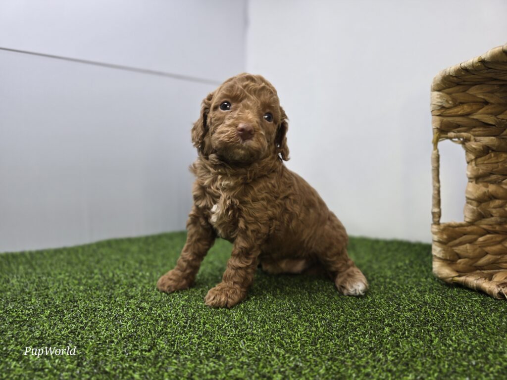 Josephine - Goldendoodle Mini F1b - Image 6