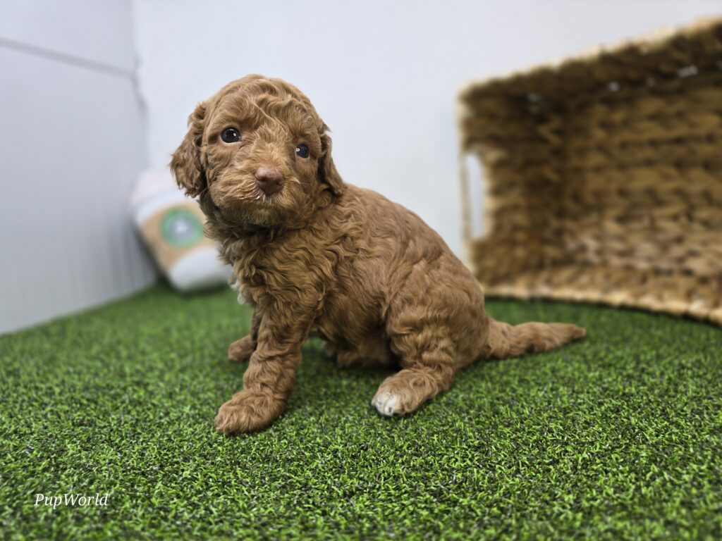 Josephine - Goldendoodle Mini F1b - Image 5