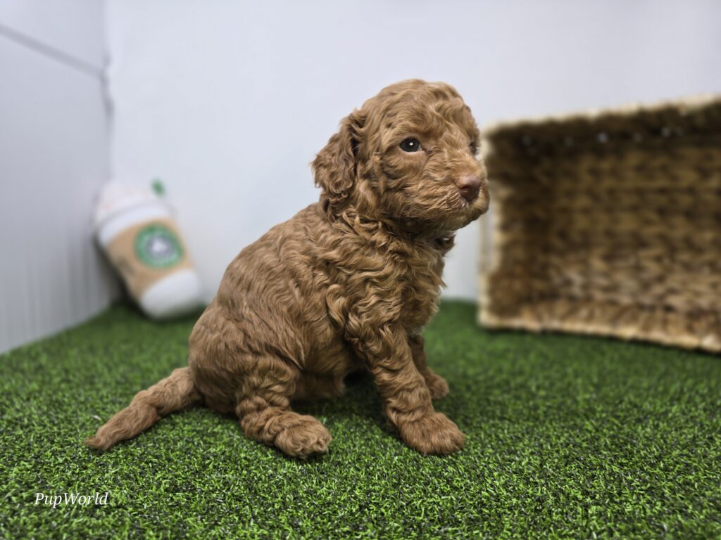Josephine - Goldendoodle Mini F1b - Image 4
