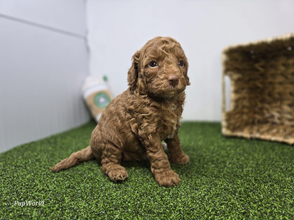 Josephine - Goldendoodle Mini F1b - Image 3