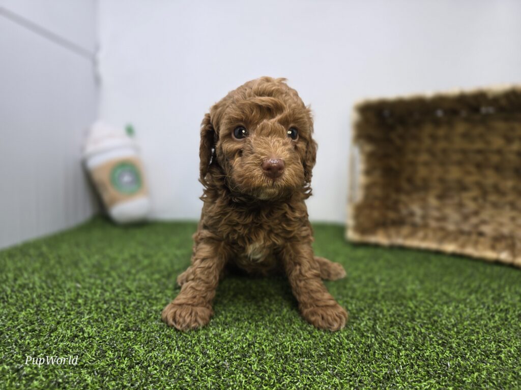 Clementine - Goldendoodle Mini F1b - Image 4