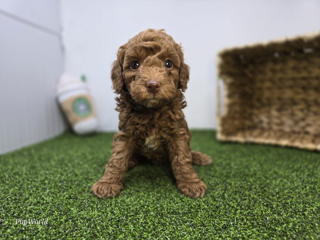 [#265-05]  - Dark Golden F Goldendoodle Mini F1BB Puppies For Sale