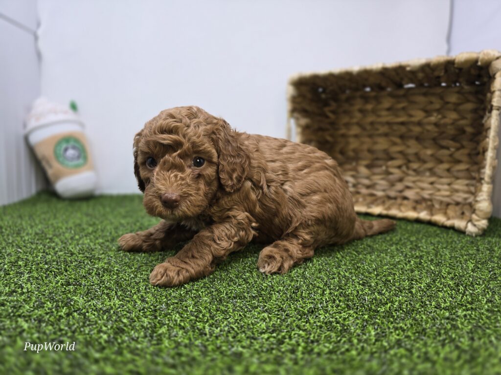 Clementine - Goldendoodle Mini F1b - Image 5