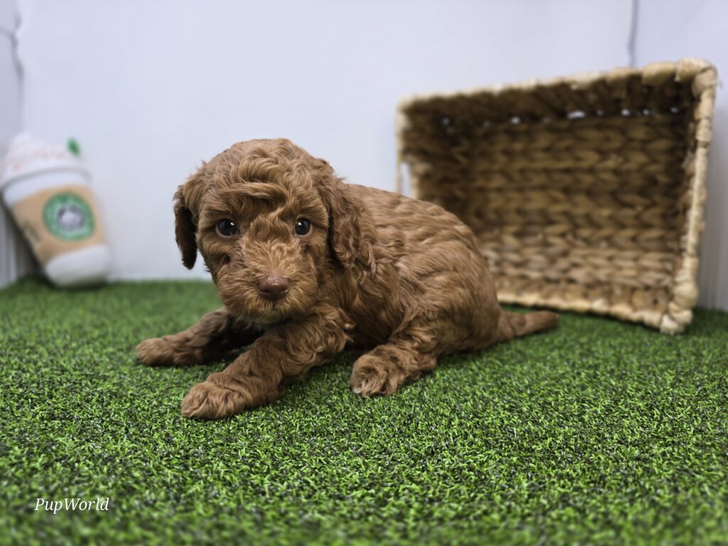 Clementine - Goldendoodle Mini F1b - Image 6