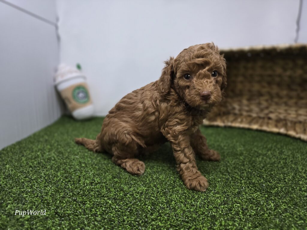 Clementine - Goldendoodle Mini F1b - Image 2