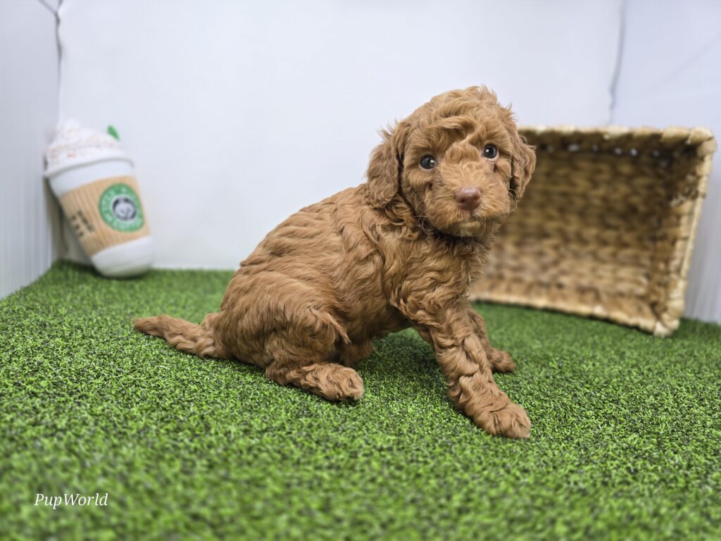 Clementine - Goldendoodle Mini F1b - Image 3