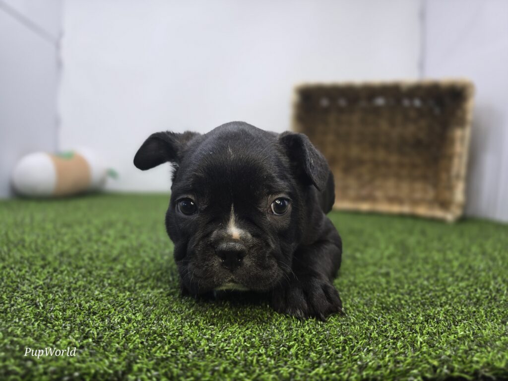 Chewy - Frenchton - Image 6