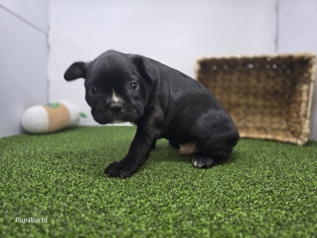 Chewy - Frenchton - Image 4