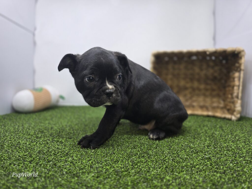 Chewy - Frenchton - Image 5