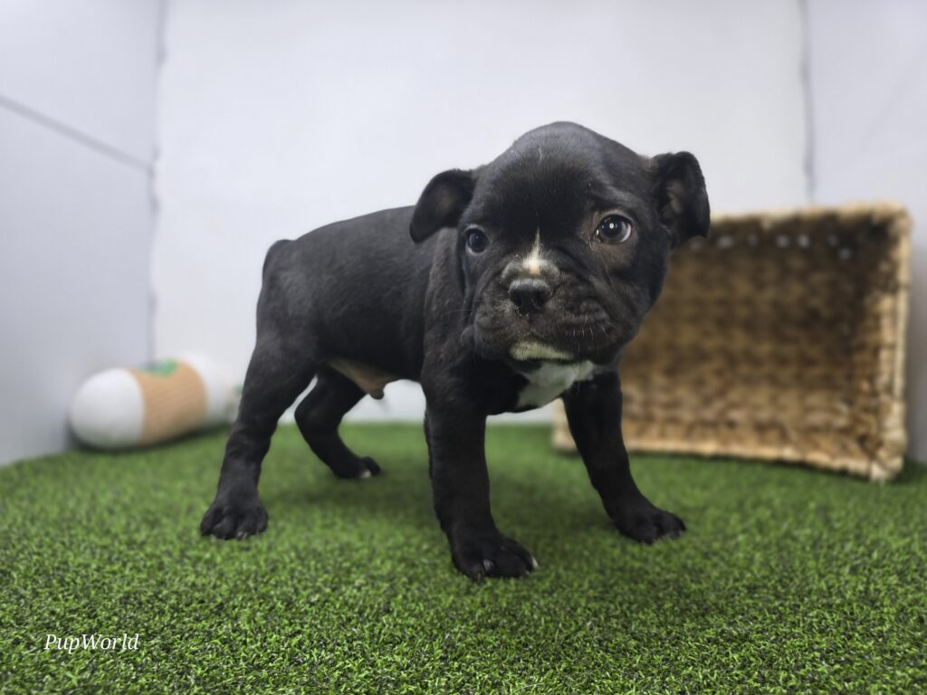 Chewy - Frenchton - Image 3