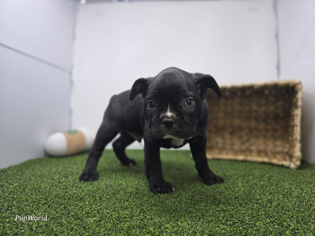 Chewy - Frenchton - Image 2