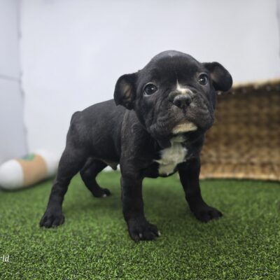 Frenchton - 1302 - Chewy