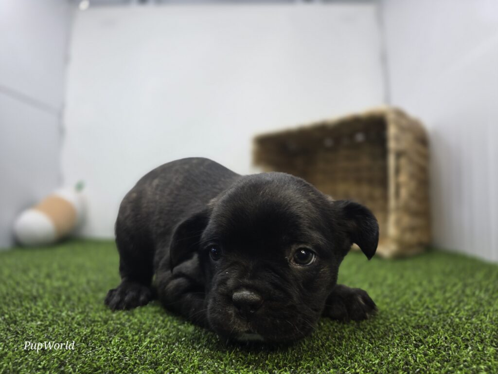 Duke - Frenchton - Image 2