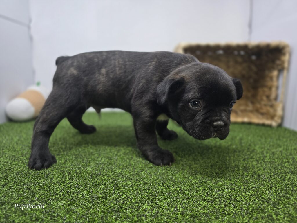 Duke - Frenchton - Image 6