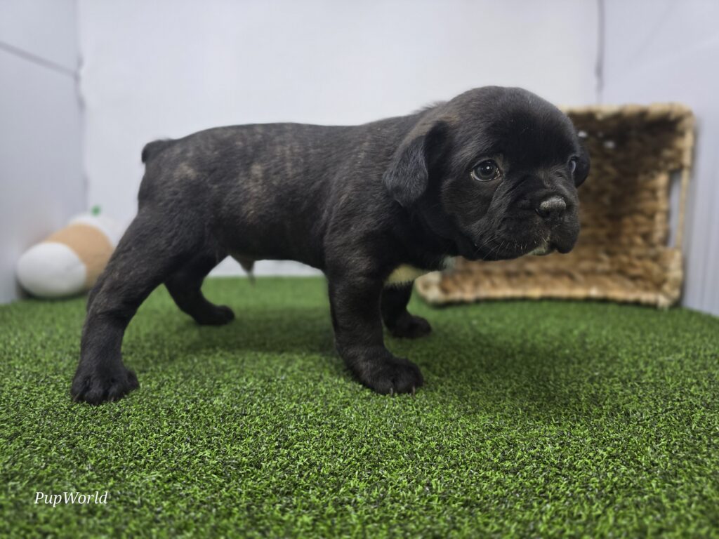 Duke - Frenchton - Image 5