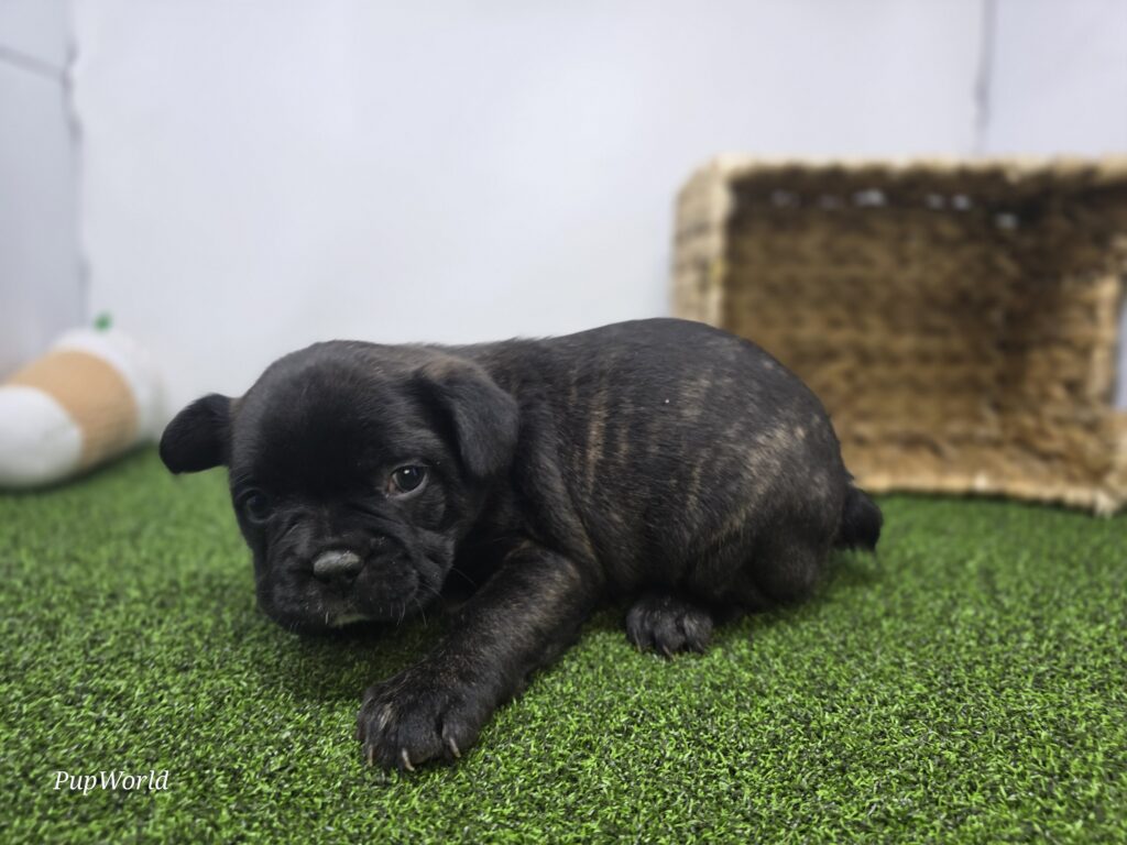 Duke - Frenchton - Image 3