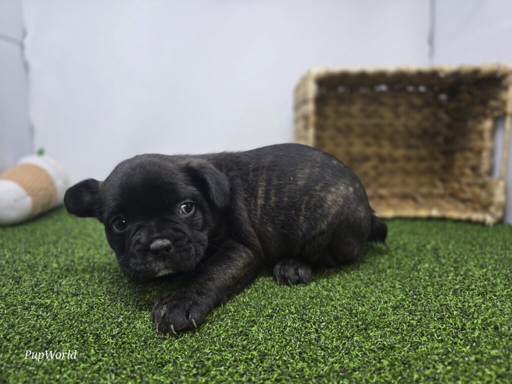 Duke - Frenchton - Image 4