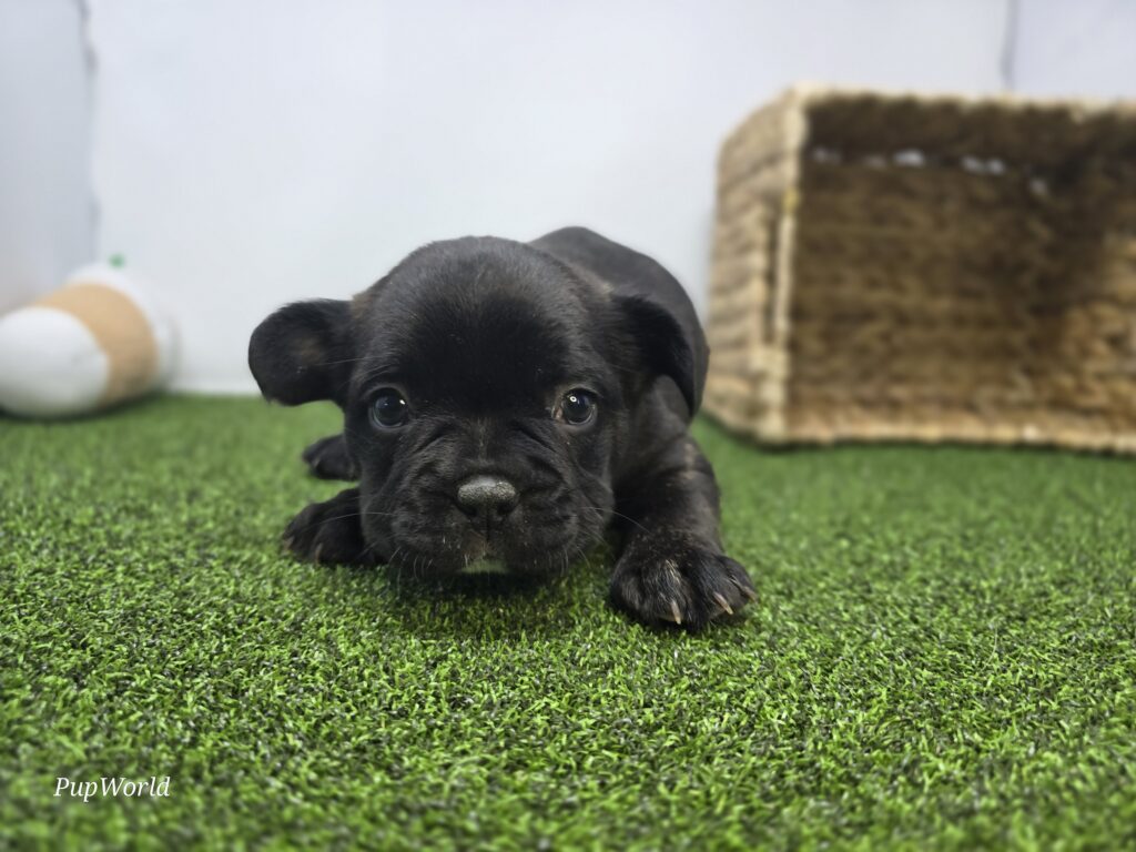 [#26190-02]  - Brindle M Frenchton Puppies For Sale