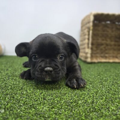 Frenchton - 1303 - Duke