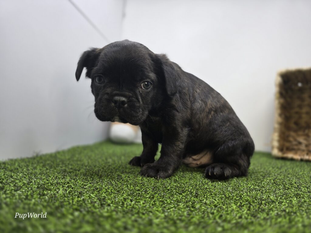 Bogey - Frenchton - Image 2