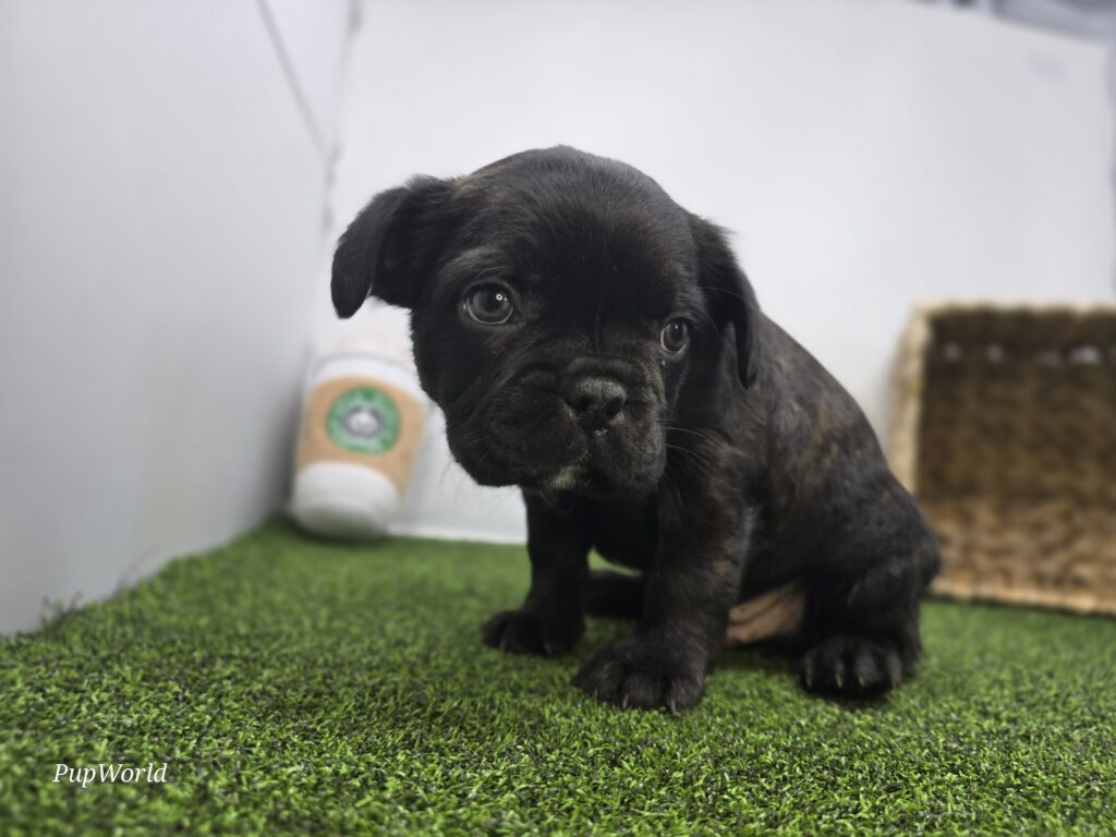 Bogey - Frenchton - Image 4