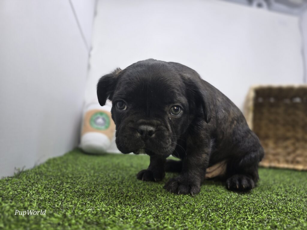 Bogey - Frenchton - Image 3