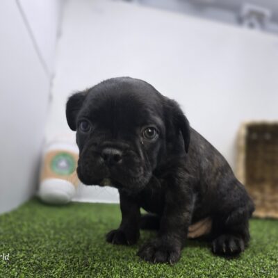 Frenchton - 1304 - Bogey