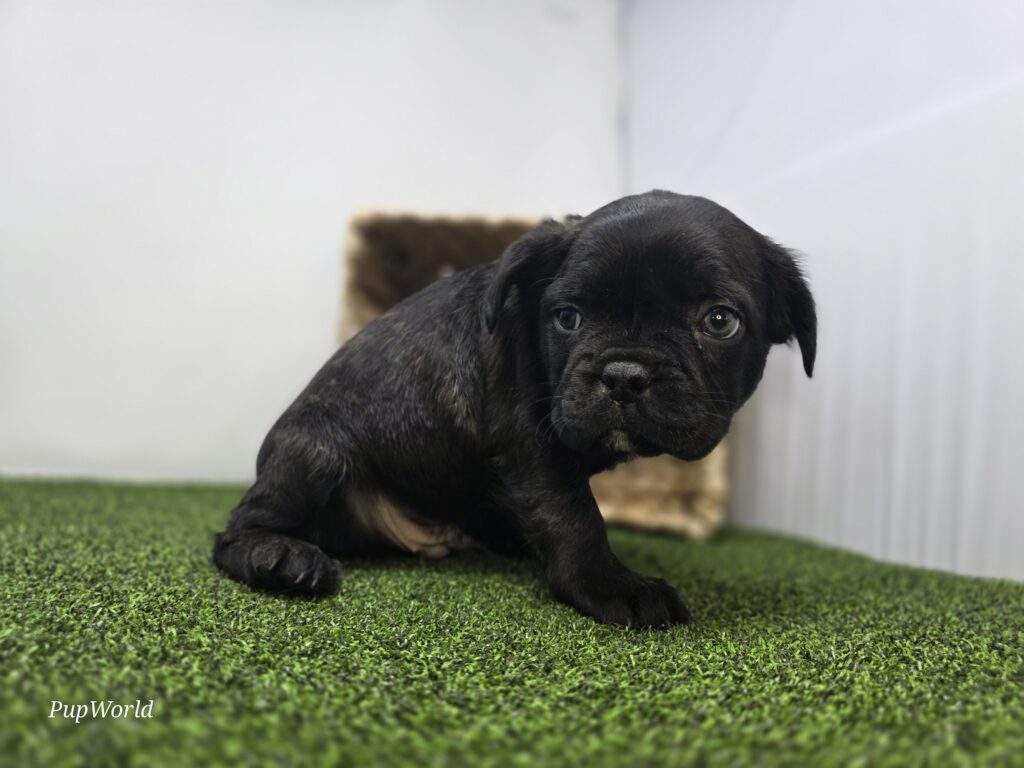 Bogey - Frenchton - Image 5