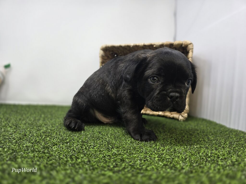 Bogey - Frenchton - Image 6