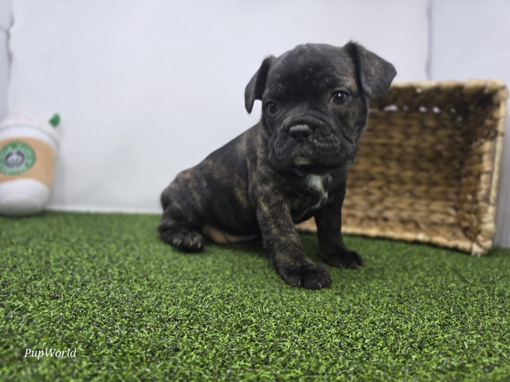 Halle - Frenchton - Image 2