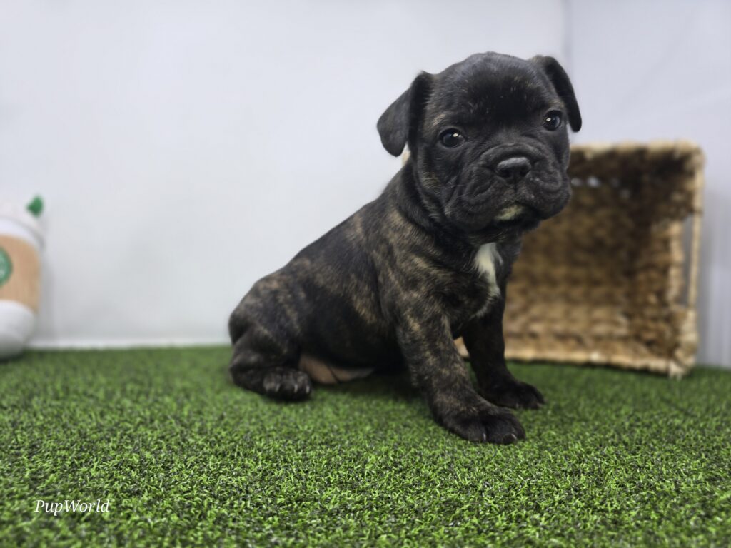 Halle - Frenchton - Image 1