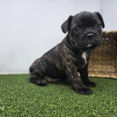 Frenchton - 1306 - Halle