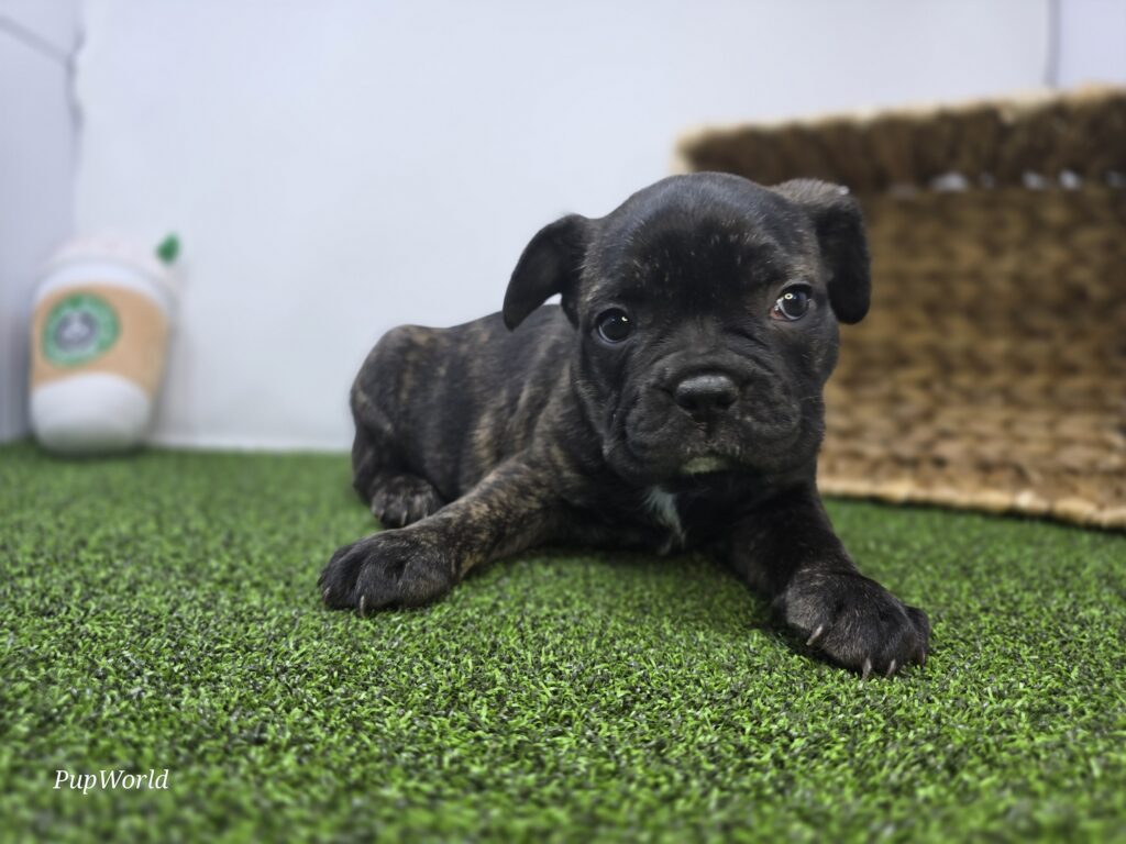 Halle - Frenchton - Image 3