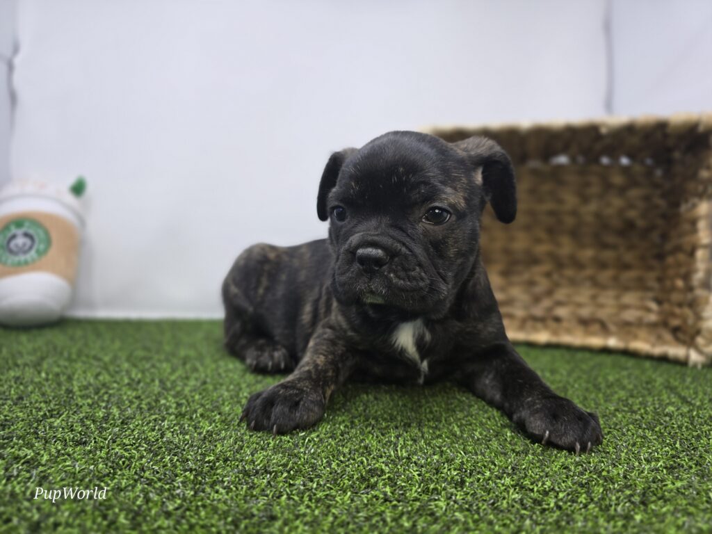 Halle - Frenchton - Image 4