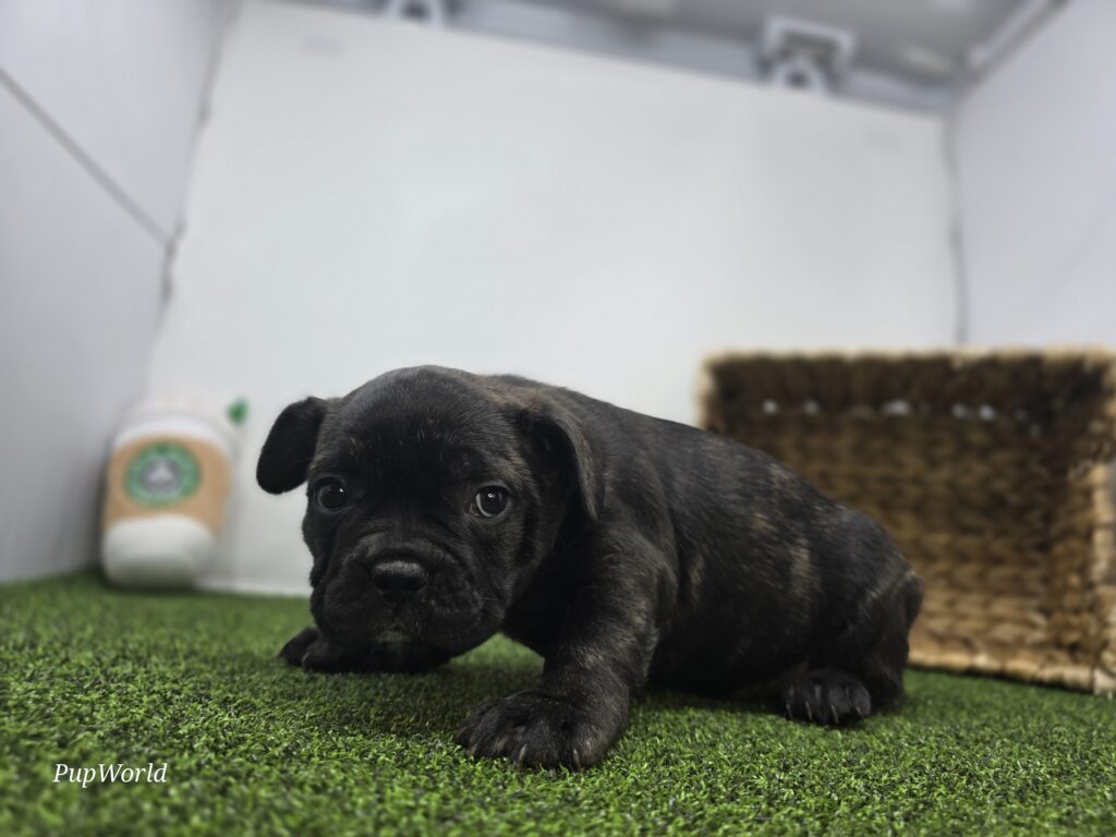 Halle - Frenchton - Image 5