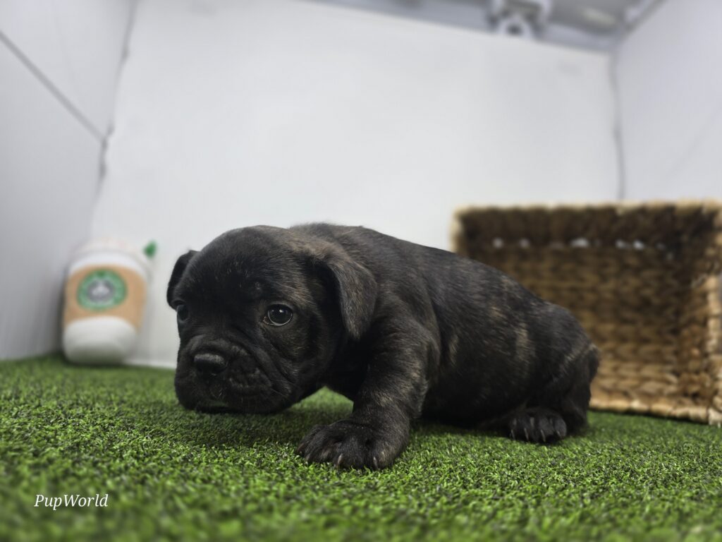 Halle - Frenchton - Image 6